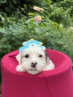 Liam , a male Havanese for sale in Pearland, TX – 5 of 5
