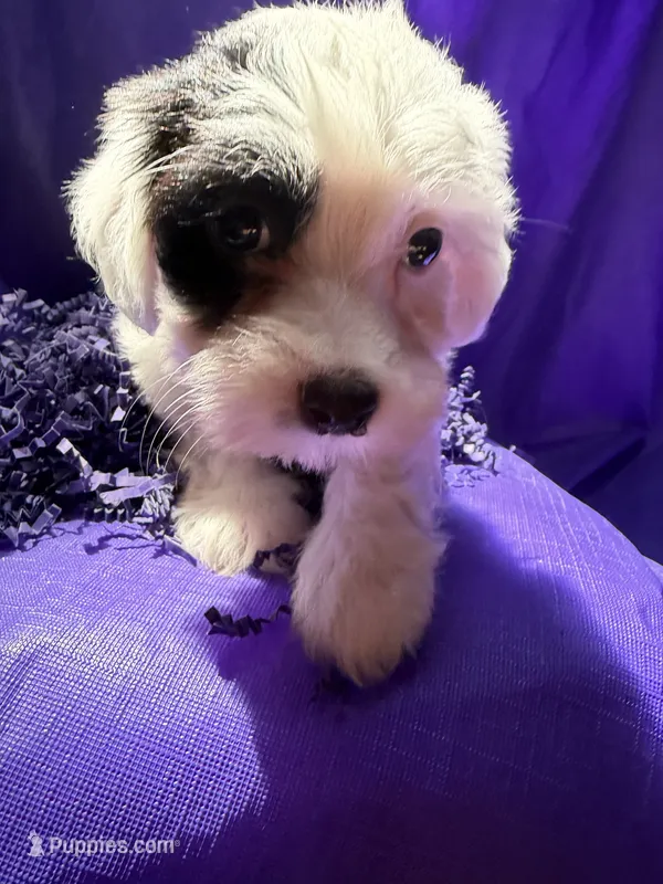 Fern , a female Havanese for sale in Pearland, TX – 1 of 6
