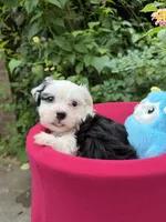 Ollie, a male Havanese for sale in Pearland, TX – 3 of 4