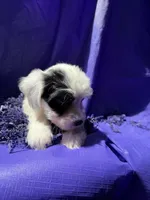 Fern , a female Havanese for sale in Pearland, TX – 5 of 6