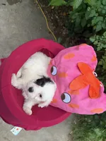 Fern , a female Havanese for sale in Pearland, TX – 6 of 6
