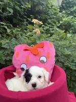 Fern , a female Havanese for sale in Pearland, TX – 3 of 6