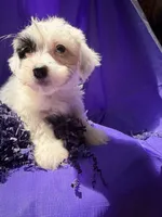 Fern , a female Havanese for sale in Pearland, TX – 2 of 6