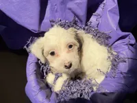 Liam , a male Havanese for sale in Pearland, TX – 2 of 5
