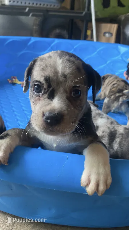 Female #2 – American Bully, Cane Corso puppy for sale in Kansas City, MO