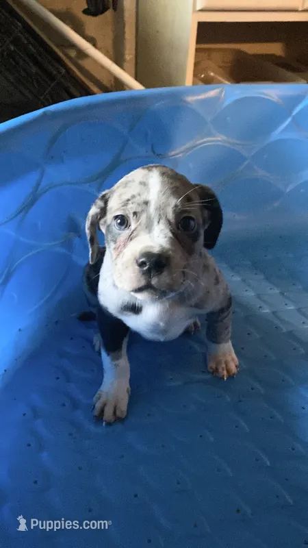Female #4 – American Bully, Cane Corso puppy for sale in Kansas City, MO
