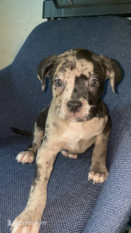 Female #3  – American Bully, Cane Corso puppy for sale in Kansas City, MO