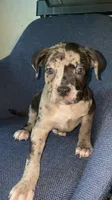 Female #3 , a female American Bully and Cane Corso for sale in Kansas City, MO – 1 of 1