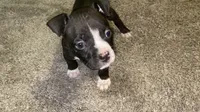 Female #1, a female American Bully and Cane Corso for sale in Kansas City, MO – 3 of 5