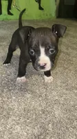 Female #1, a female American Bully and Cane Corso for sale in Kansas City, MO – 5 of 5