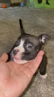Female #1, a female American Bully and Cane Corso for sale in Kansas City, MO – 4 of 5