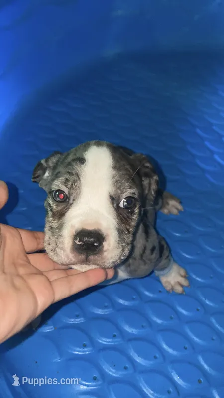 Male #1, a male American Bully and Cane Corso for sale in Kansas City, MO – 1 of 1