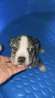Male #1, a male American Bully and Cane Corso for sale in Kansas City, MO – 1 of 1