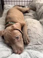 Green, a female American Bully and American Pit Bull Terrier for sale in San Jose, CA – 2 of 8