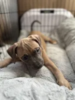 Blue, a female American Bully and American Pit Bull Terrier for sale in San Jose, CA – 2 of 2