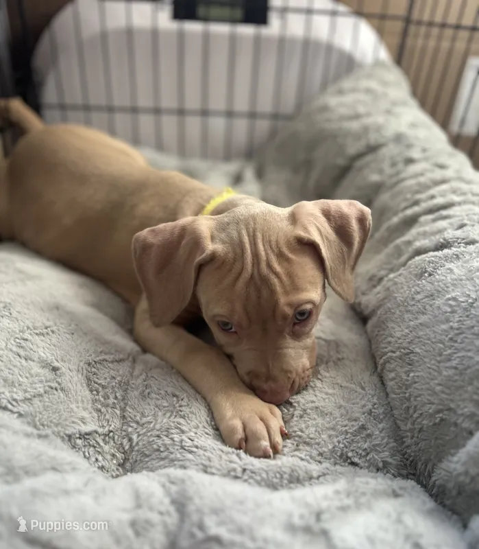 Blondie – American Bully, American Pit Bull Terrier puppy for sale in San Jose, CA
