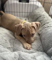 Blondie, a female American Bully and American Pit Bull Terrier for sale in San Jose, CA – 1 of 10