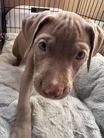 Green, a female American Bully and American Pit Bull Terrier for sale in San Jose, CA – 8 of 8