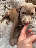 Green, a female American Bully and American Pit Bull Terrier for sale in San Jose, CA – 5 of 8