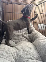 Red, a female American Bully and American Pit Bull Terrier for sale in San Jose, CA – 4 of 4
