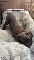 Red, a female American Bully and American Pit Bull Terrier for sale in San Jose, CA – 2 of 4