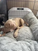 Blondie, a female American Bully and American Pit Bull Terrier for sale in San Jose, CA – 2 of 10