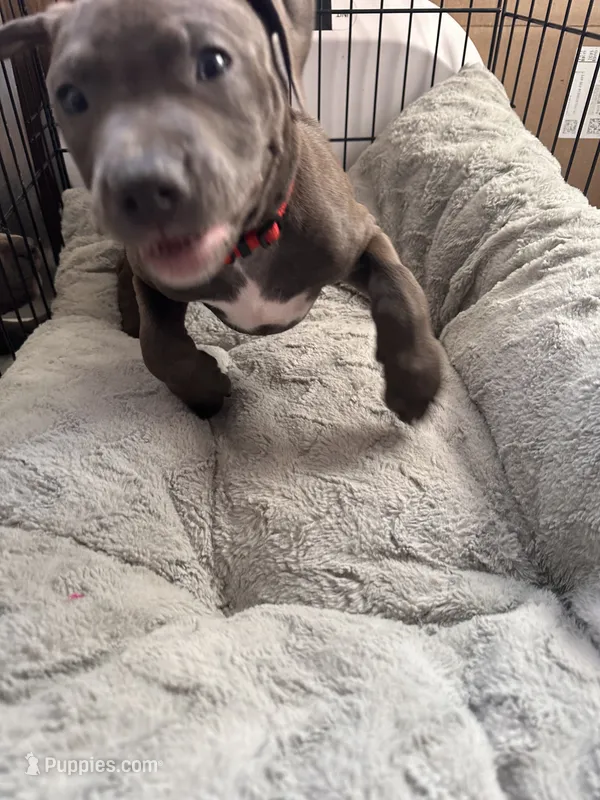 Red – American Bully, American Pit Bull Terrier puppy for sale in San Jose, CA