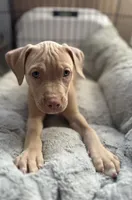 Blondie, a female American Bully and American Pit Bull Terrier for sale in San Jose, CA – 4 of 10