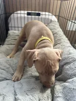 Blondie, a female American Bully and American Pit Bull Terrier for sale in San Jose, CA – 10 of 10