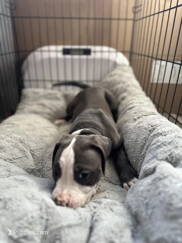 Blackberry  – American Bully, American Pit Bull Terrier puppy for sale in San Jose, CA