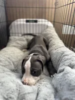Blackberry , a female American Bully and American Pit Bull Terrier for sale in San Jose, CA – 1 of 9