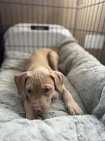 Blondie, a female American Bully and American Pit Bull Terrier for sale in San Jose, CA – 3 of 10
