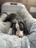 Blackberry , a female American Bully and American Pit Bull Terrier for sale in San Jose, CA – 6 of 9