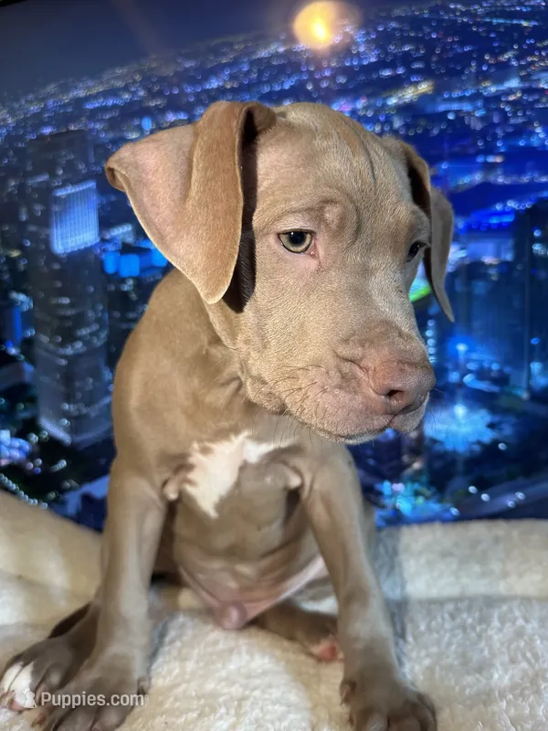 Chase – American Bully, American Pit Bull Terrier puppy for sale in San Jose, CA