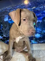 Chase, a male American Bully and American Pit Bull Terrier for sale in San Jose, CA – 1 of 7