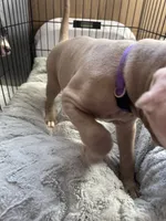 Chase, a male American Bully and American Pit Bull Terrier for sale in San Jose, CA – 4 of 5