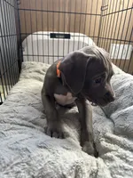 Clark, a male American Bully and American Pit Bull Terrier for sale in San Jose, CA – 2 of 3