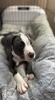 Blackberry , a female American Bully and American Pit Bull Terrier for sale in San Jose, CA – 8 of 9