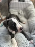 Blackberry , a female American Bully and American Pit Bull Terrier for sale in San Jose, CA – 7 of 9