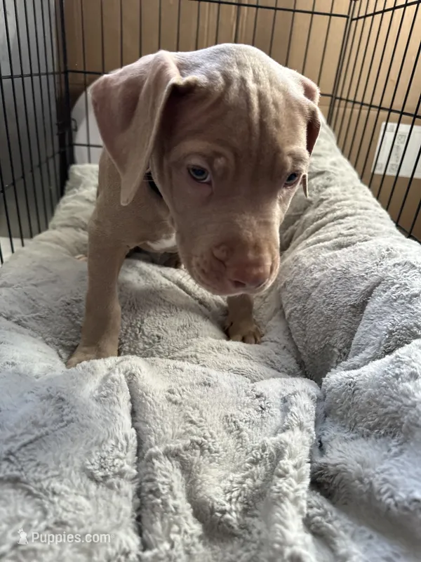 Chase – American Bully, American Pit Bull Terrier puppy for sale in San Jose, CA