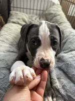 Blackberry , a female American Bully and American Pit Bull Terrier for sale in San Jose, CA – 5 of 9