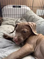 Green, a female American Bully and American Pit Bull Terrier for sale in San Jose, CA – 6 of 8