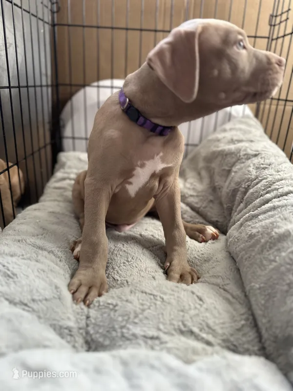 Chase – American Bully, American Pit Bull Terrier puppy for sale in San Jose, CA
