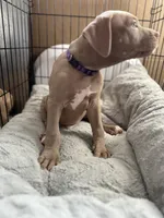 Chase, a male American Bully and American Pit Bull Terrier for sale in San Jose, CA – 1 of 5