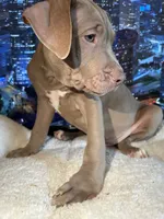 Chase, a male American Bully and American Pit Bull Terrier for sale in San Jose, CA – 3 of 7