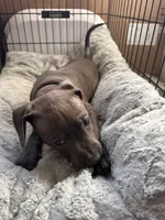 Red, a female American Bully and American Pit Bull Terrier for sale in San Jose, CA – 3 of 4