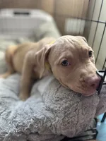 Blondie, a female American Bully and American Pit Bull Terrier for sale in San Jose, CA – 6 of 10