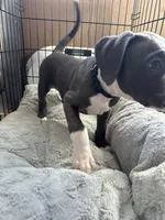 Blackberry , a female American Bully and American Pit Bull Terrier for sale in San Jose, CA – 2 of 9