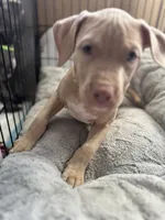 Blondie, a female American Bully and American Pit Bull Terrier for sale in San Jose, CA – 9 of 10