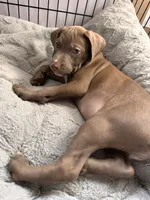 Green, a female American Bully and American Pit Bull Terrier for sale in San Jose, CA – 1 of 8